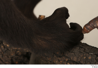Chimpanzee Bonobo foot 0016.jpg